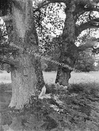 TREE FELLING